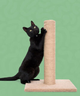 grebalice za macke granule