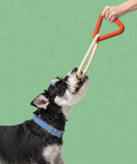 granule igracke za pse