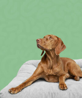 granule oprema za pse