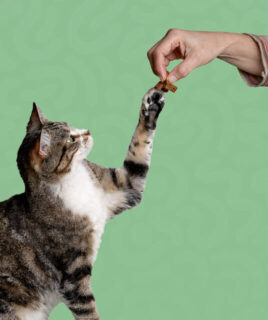 poslastice za macke granule