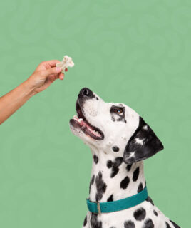 granule poslastice za pse