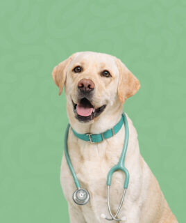 psi zdravlje granule