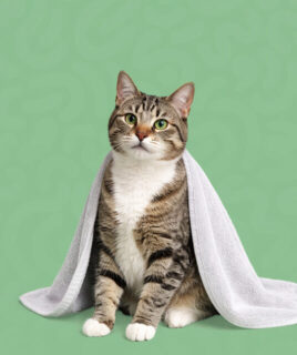 granule-groooming-za-macke