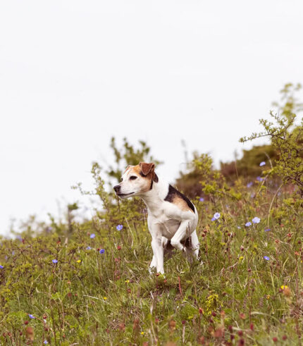 ESSENTIAL FOODS Older Small Breed - grain free granule za starije pse malih rasa