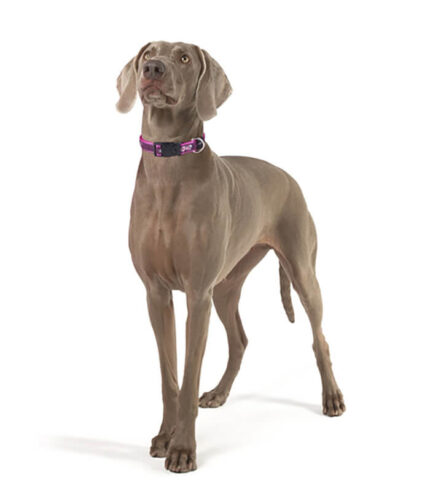 ROGZ Classic Collar Pink Love - ogrlica za pse