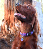 ROGZ Side Release Collar Purple Forest - ogrlica za pse XL