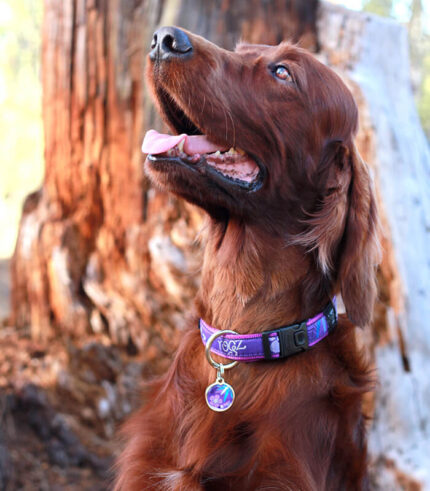 ROGZ Side Release Collar Purple Forest - ogrlica za pse XL