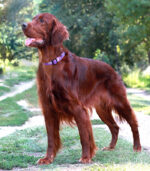 ROGZ Side Release Collar Purple Forest - ogrlica za pse XL