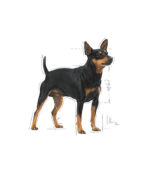ROYAL CANIN Mini Digestive Care - hrana za male pse sa osetljivim varenjem (1-10kg) 10+ meseci (1kg, 3kg)