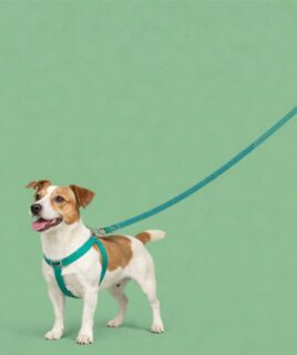 povoci ogrlice amovi za pse granule