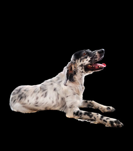 KUDO Chicken & Vegetables Adult All Breeds - hladno presovana hrana za odrasle pse sa piletinom (12kg)